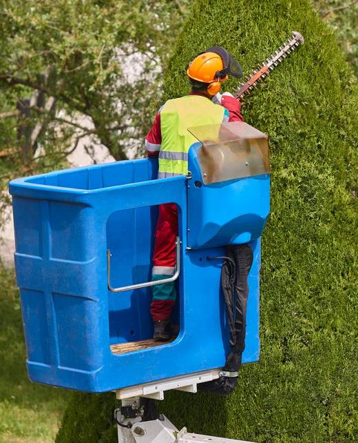 Limb-to-Limb-tree-services-04