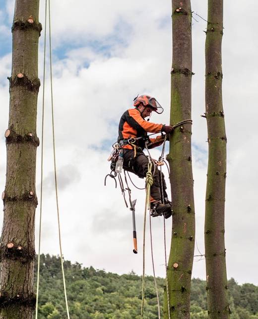 Limb-to-Limb-tree-services-05